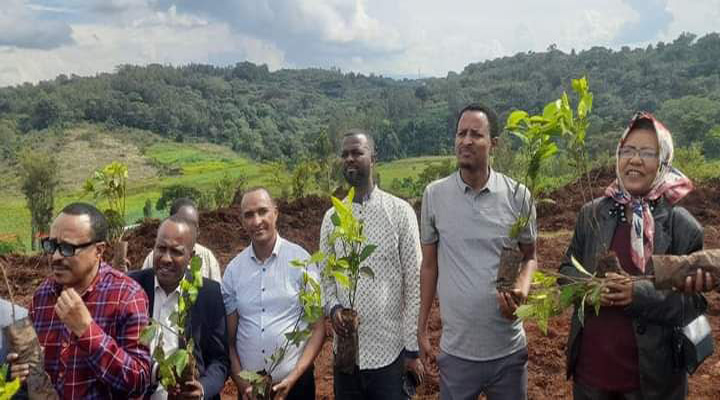 Jimma-ሰቃ ጨቆርሳ- tea plantation participation with local communities