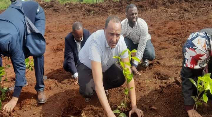 Jimma-ሰቃ ጨቆርሳ- tea plantation participation with local communities